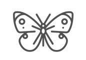 Line drawing of a butterfly
