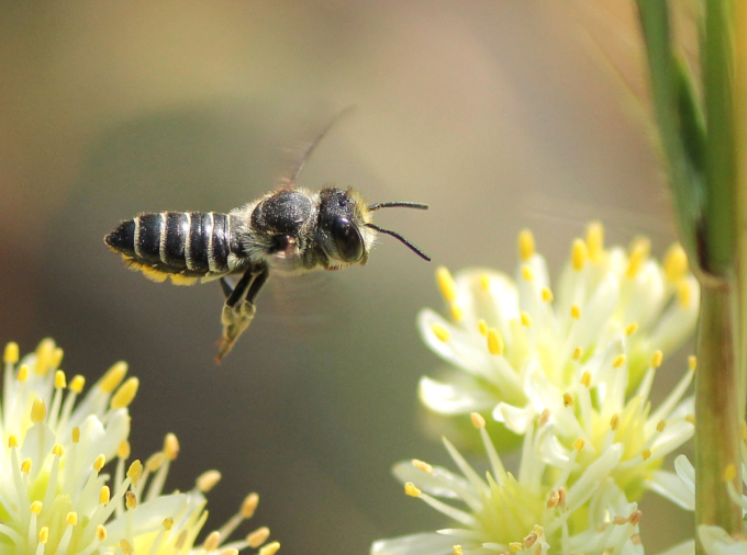 pollen laden leafcutter bee in flight