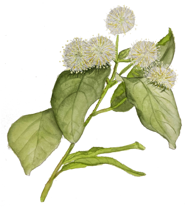 Artist watercolor of a buttonbush flower