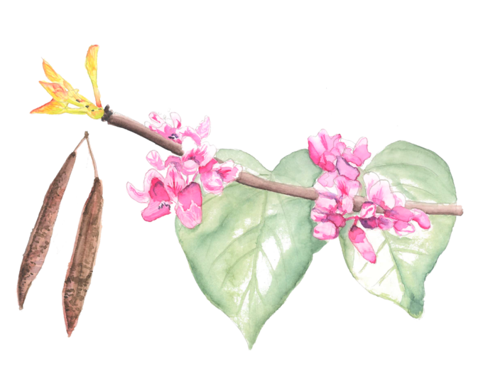 Artist watercolor of the bloom, leaf, and seeds of the Eastern redbud tree