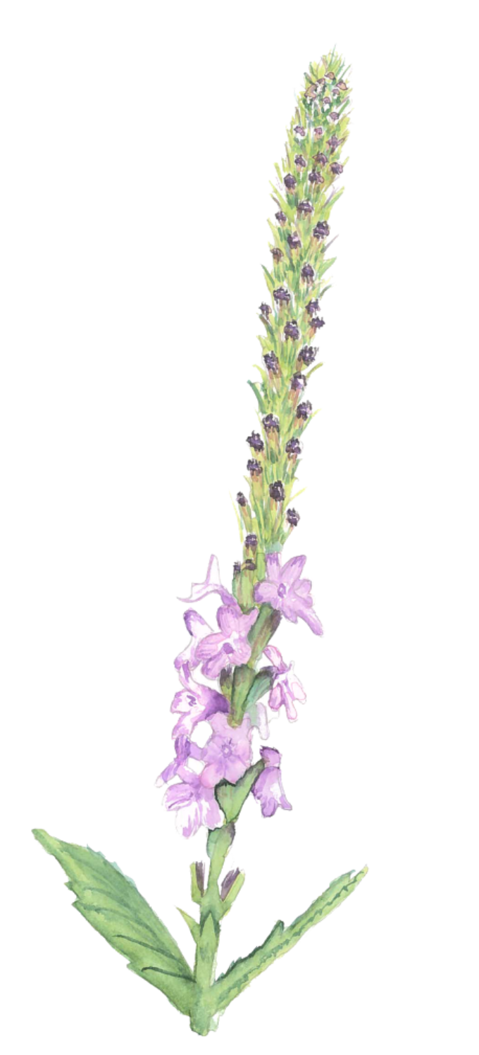 Artist watercolor of light purple hoary verbena flower