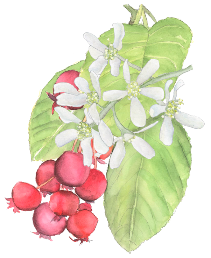 Artist watercolor of a serviceberry flower and berries
