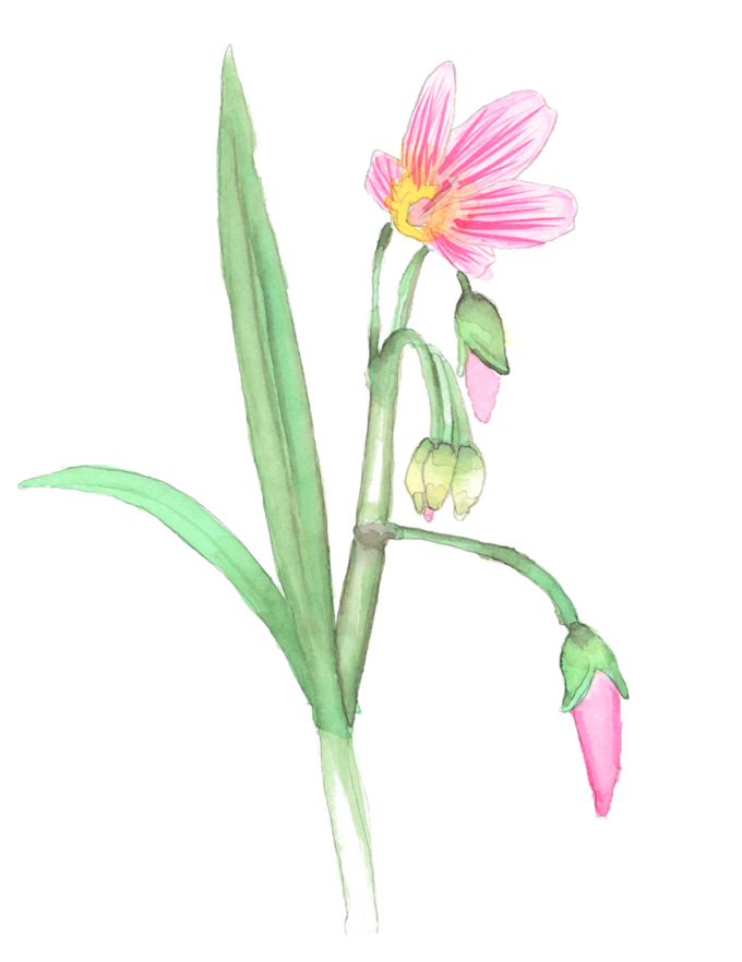 Artist watercolor of a pink spring beauty flower
