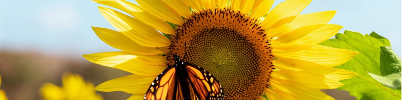 What is a pollinator? - The Center for Pollinator Research