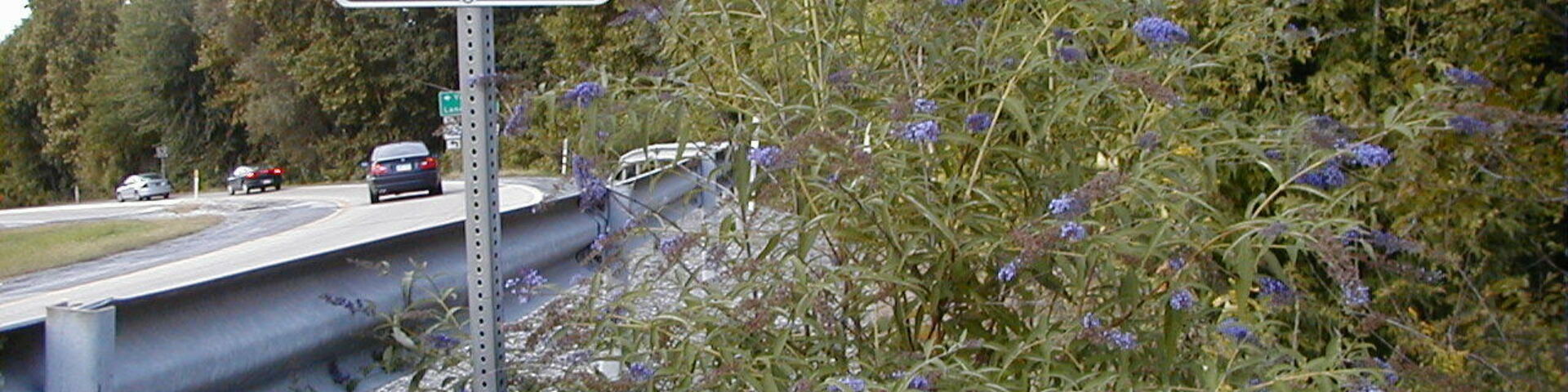 Butterfly bush, an invasive species, growing on the side of the road.