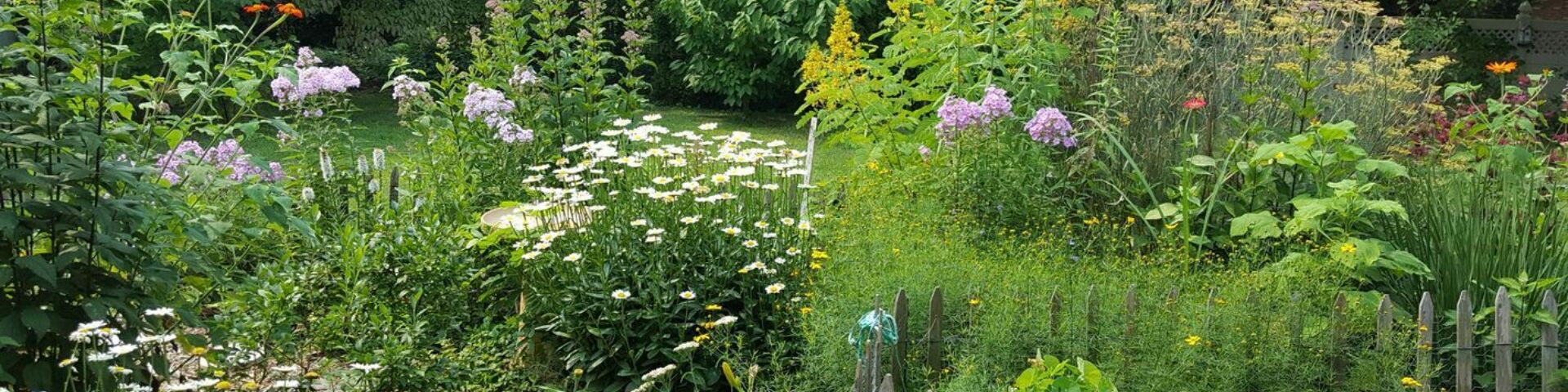 Beautiful, lush backyard pollinator garden with several species of tall native flowers.