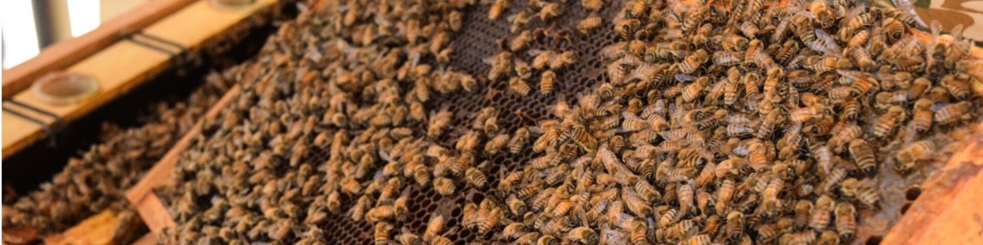 Beekeeper tending to a hive