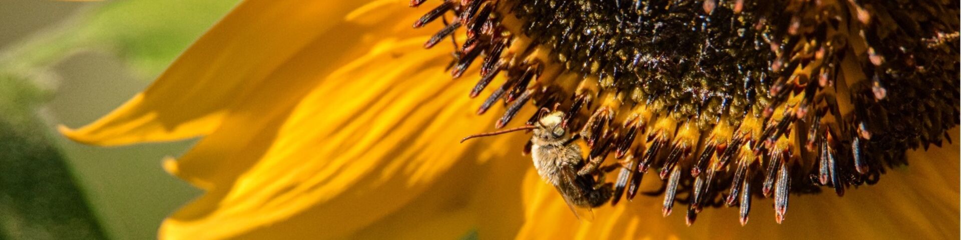 Bee on a sunflower