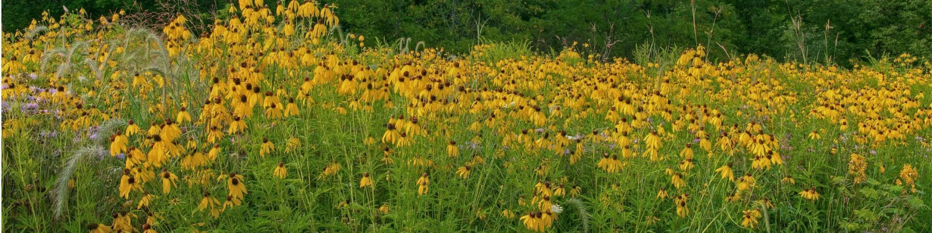 Field of black-eyed-susan flowers, yellow petals with dark brown centers, against a tree line, blue sky