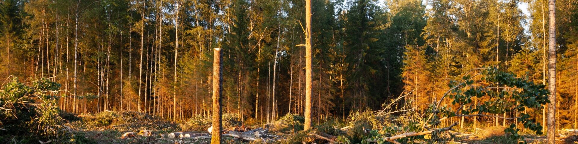 A fresh clear-cut area with fresh logs and branches and a lonely standing stump left for nature