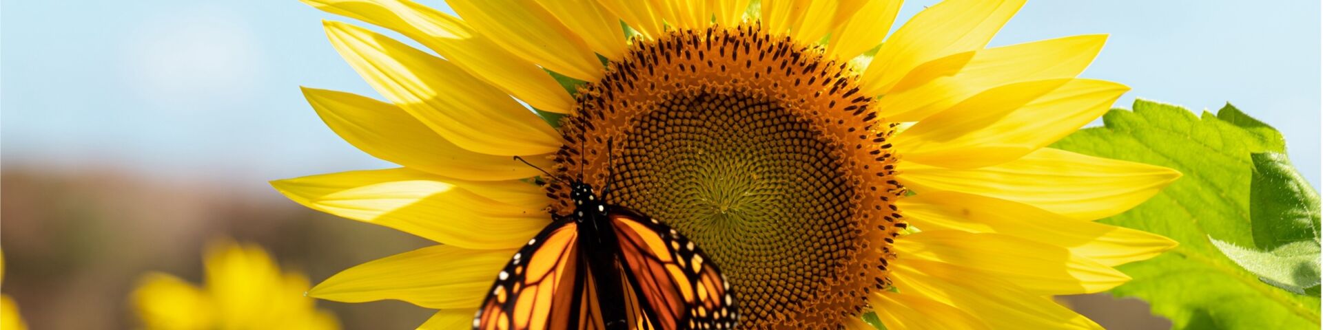 Photograph of a monarch butterfly on a sunflower against a blue sky background