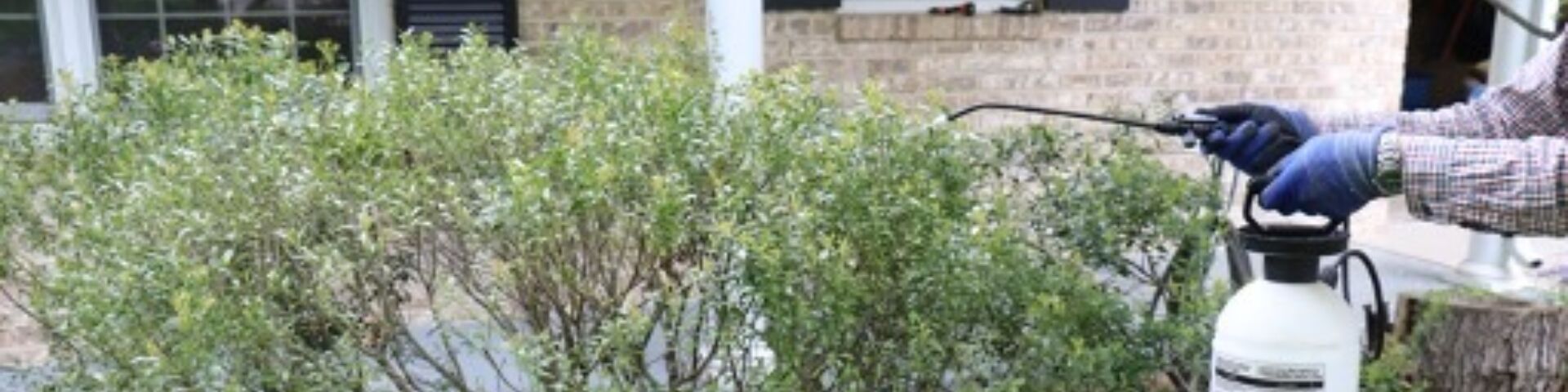 Photo of a gardener using pesticides from a sprayer on a bush in front of a home.