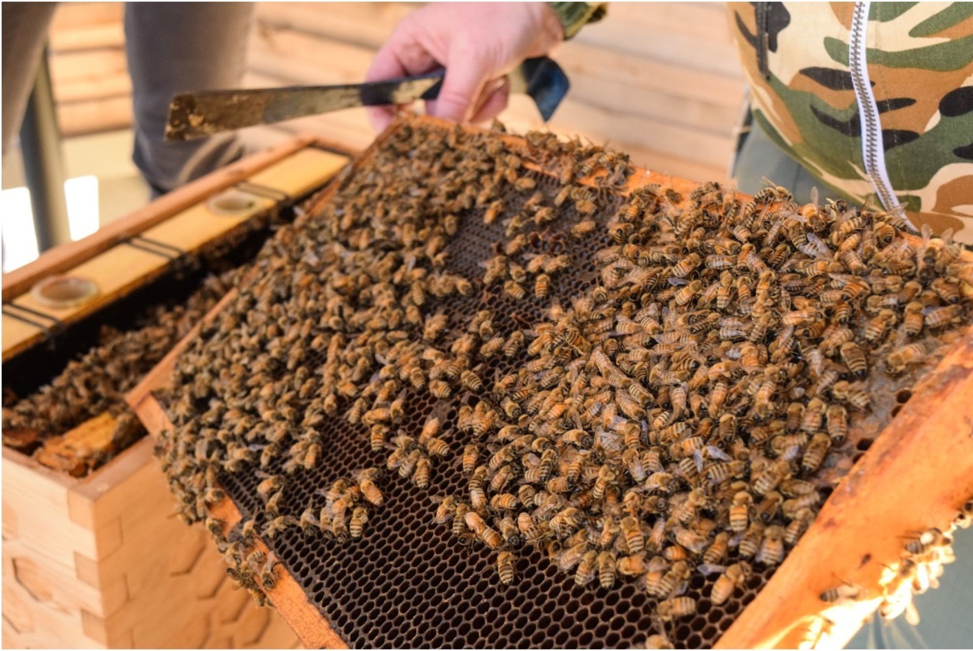 Beekeeper tending to a hive