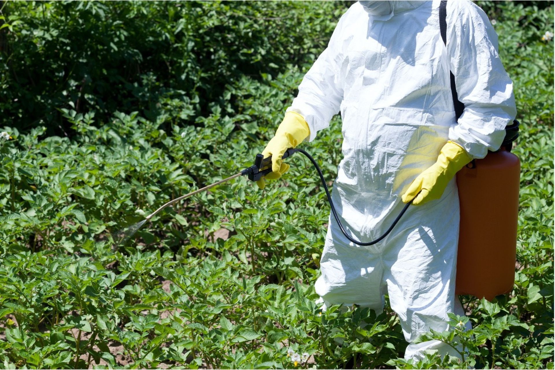 Person in protective suit spraying pesticides on a plant.