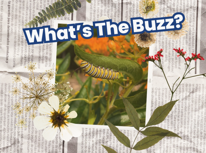 newspaper whats the buzz text