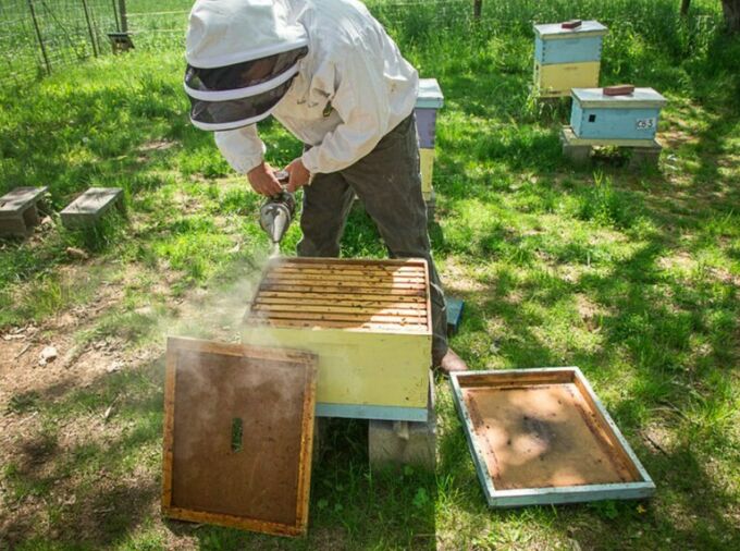 Photo of a beekeeper tending to a hive