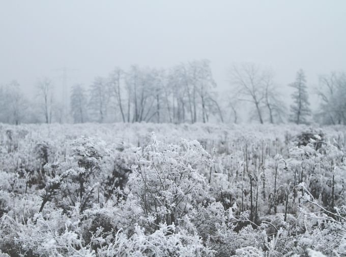 Meadow in winter with snow over the plants.