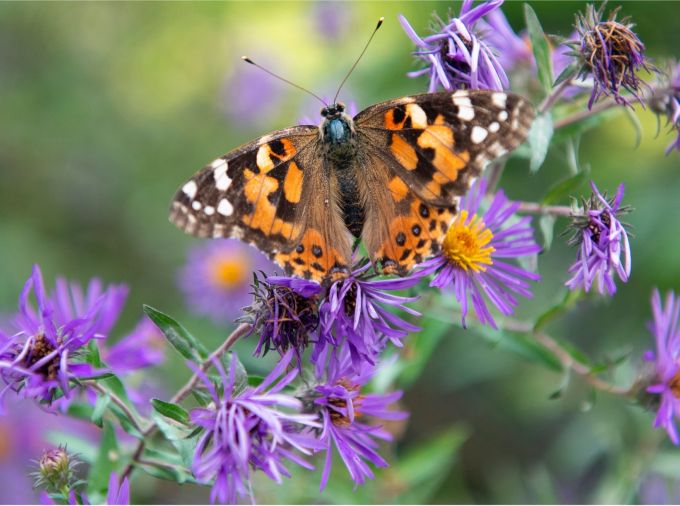 painted lady butterfly on a purple aster flower