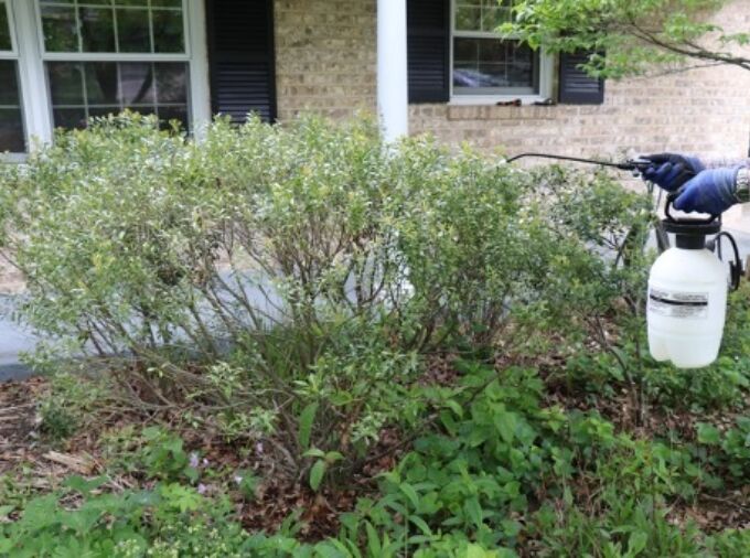 Photo of a gardener using pesticides from a sprayer on a bush in front of a home.