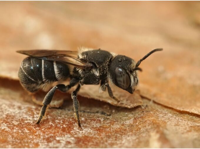 Closeup on a small female solitary resin bee