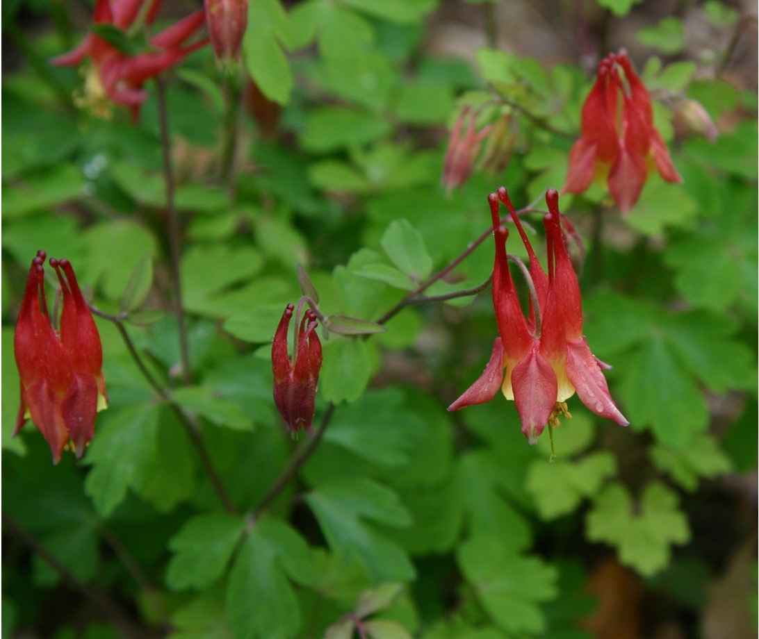 Aquilegia canadensis - Eastern Red Columbine