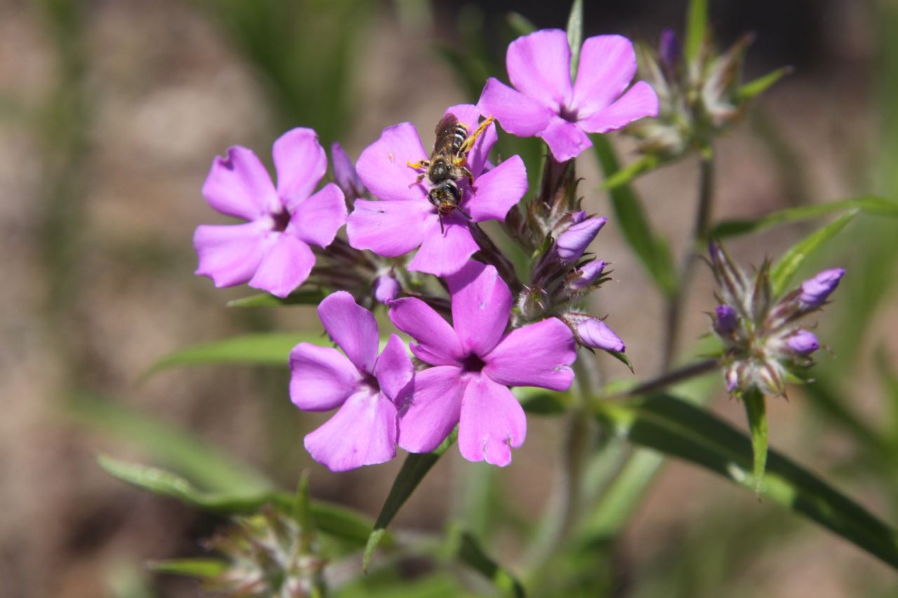 bee on purple flowers