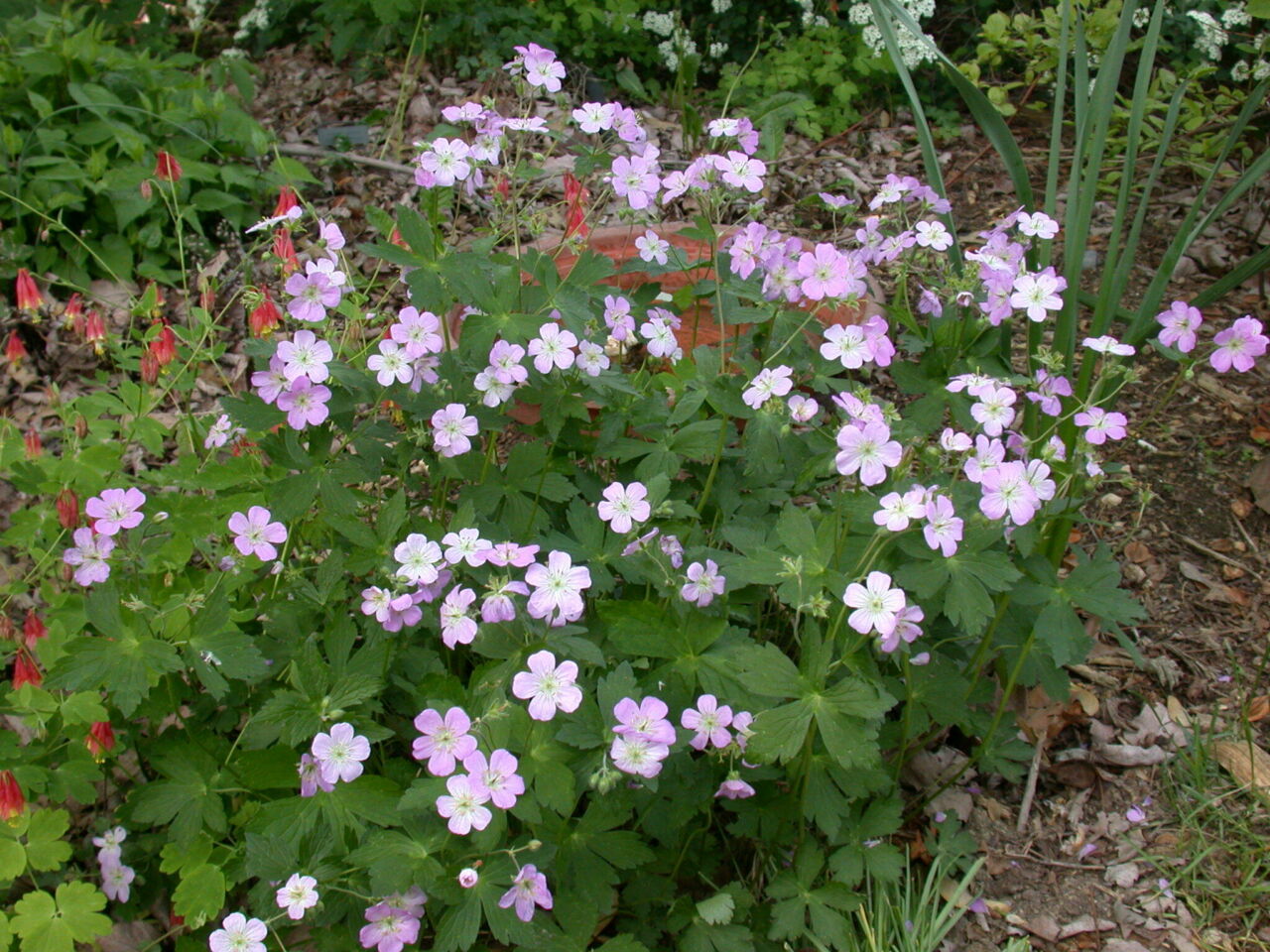 Native geranium with small pink blooms