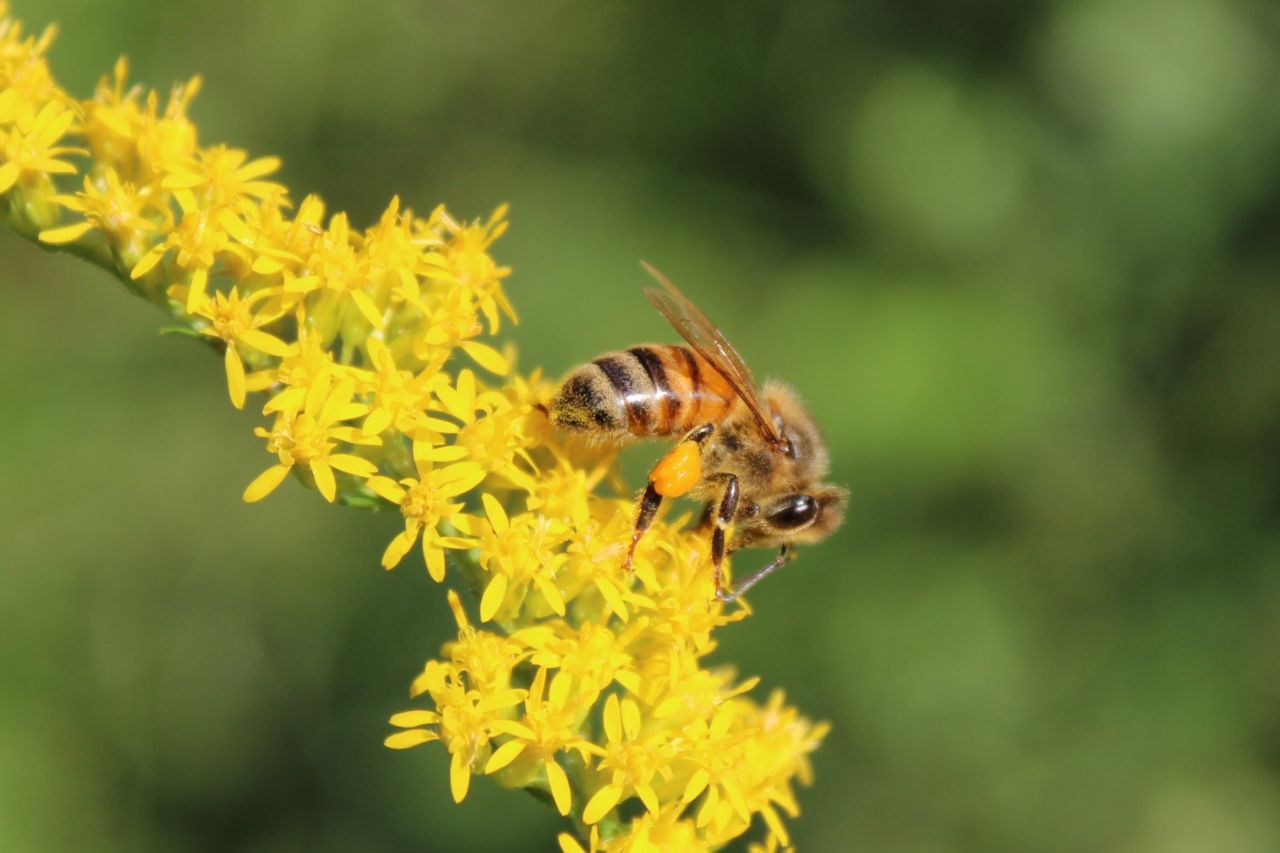 honey bee on yellow flower