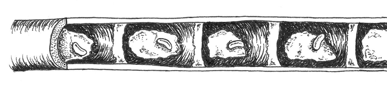 osmia nest tube illustration