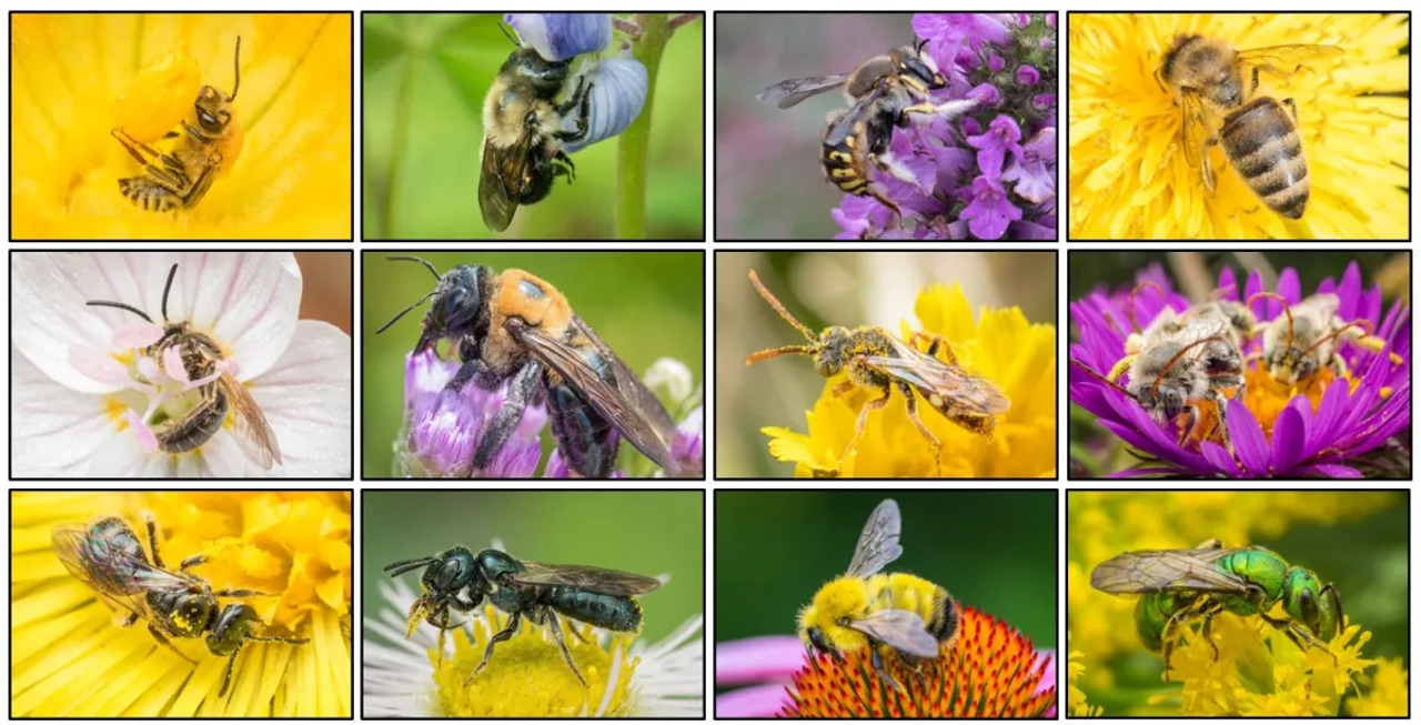 A variety of bees found in Pennsylvania, photos by Nash Turley CC BY-NC-SA 4.0 