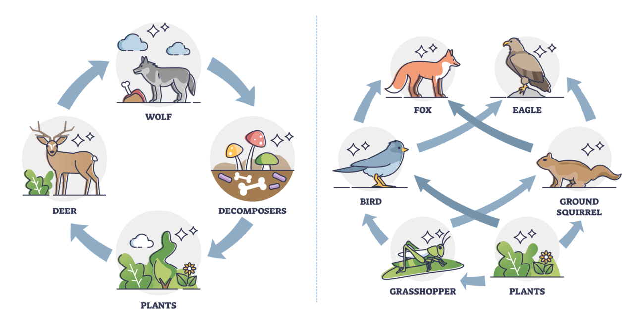 Diagram of a food chain and a food web, both showing plants at the beginning.