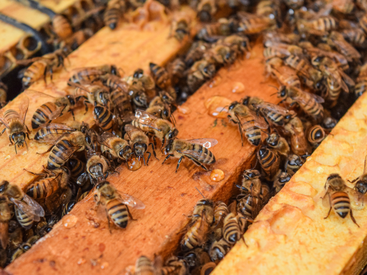 honey bees on frame