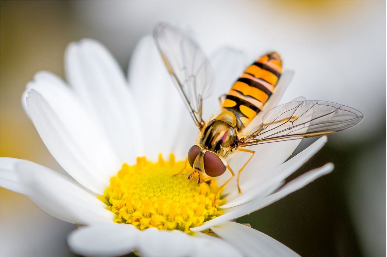 a hoverfly, that looks a lot like a bee, eating from a daisy flower
