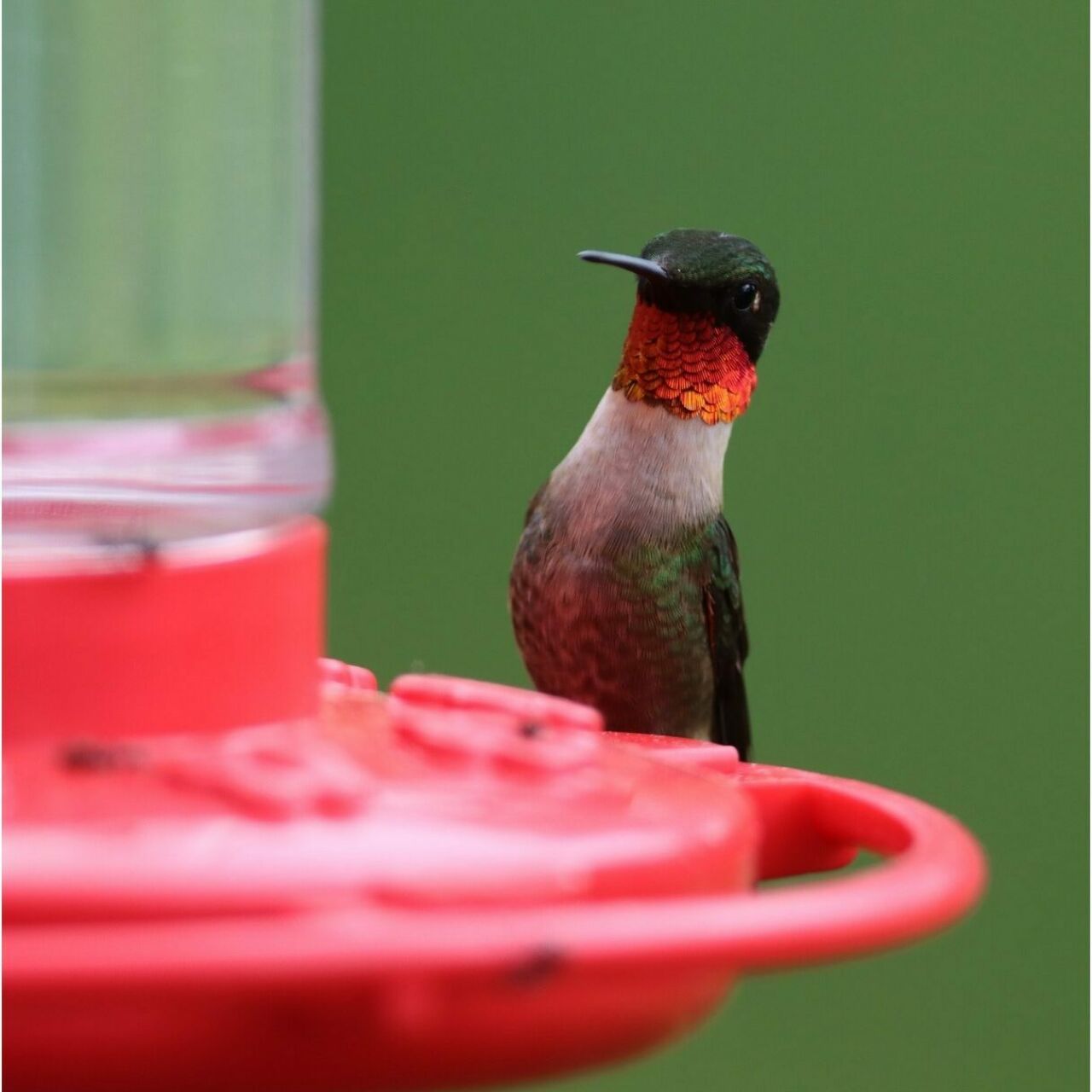 Ruby-throated hummingbird sitting on the edge of a hummingbird feeder