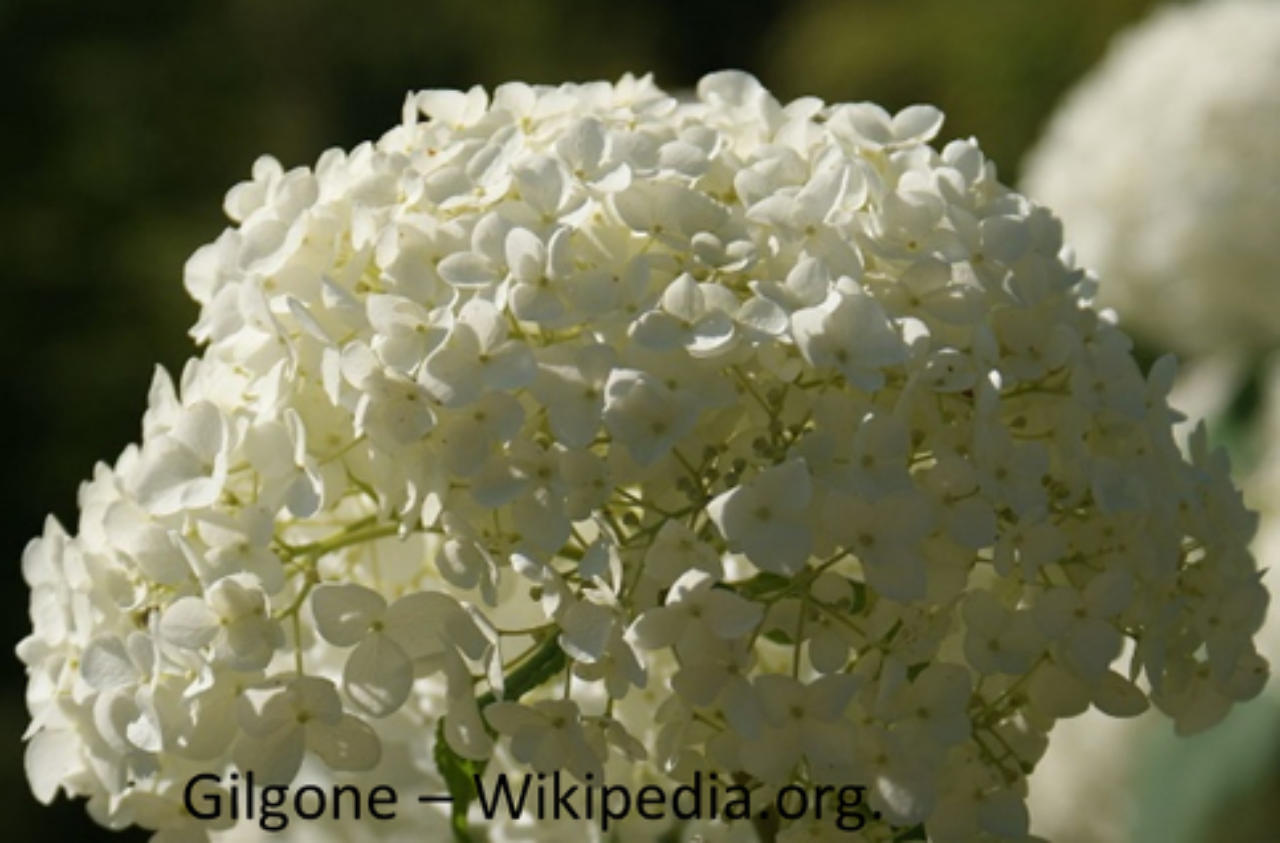 Cultivated variety of hydrangea that is lacking nutrition for pollinators