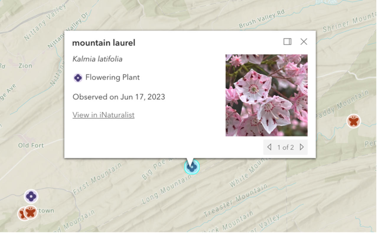Screenshot of a plant observation icon and the kind of information it displays. This observation was of a flowering mountain laurel.
