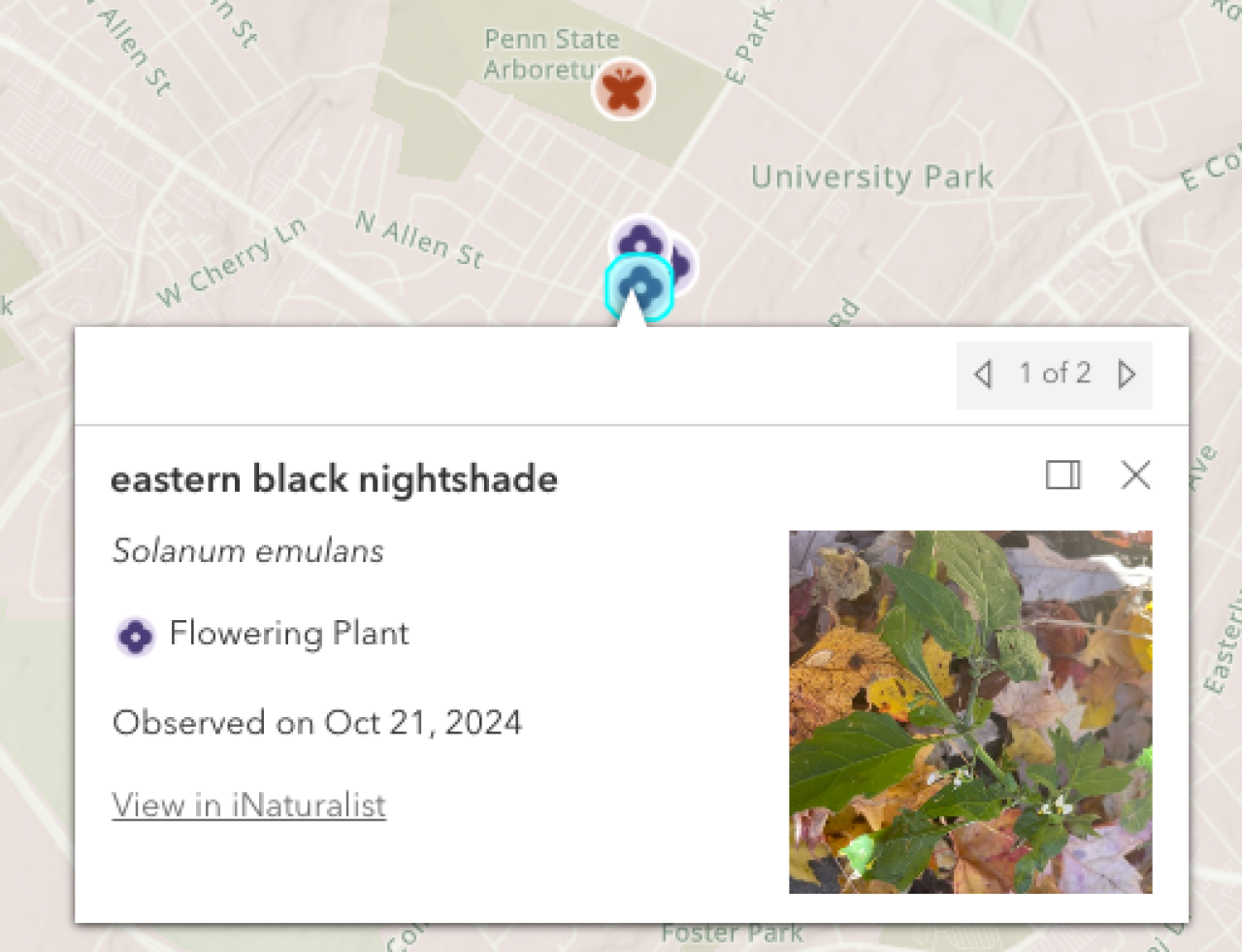 Screenshot of map with iNaturalist icons and "eastern black nightshade" plant card.