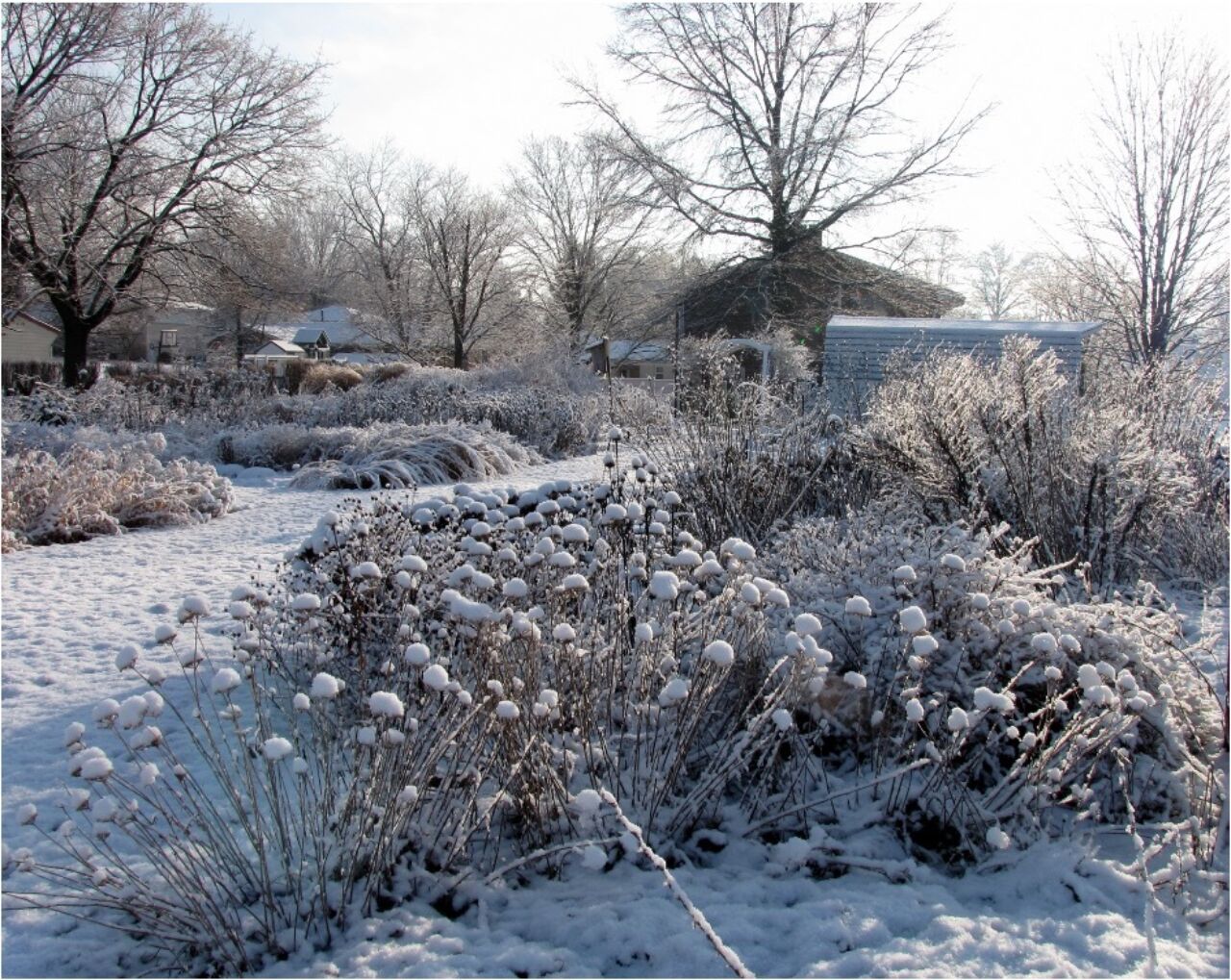 Pollinator garden under a blanket of snow.