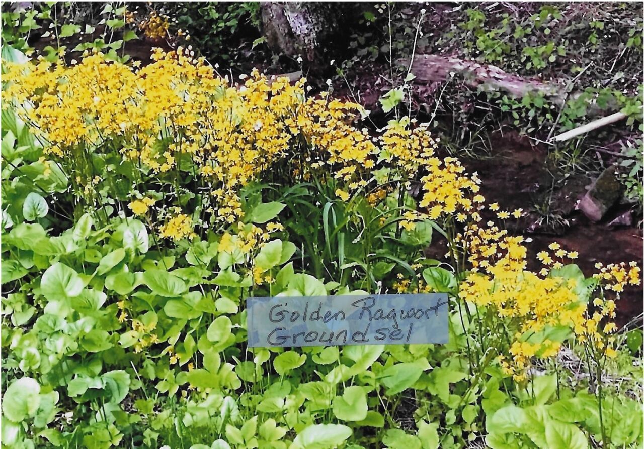 Photograph with a plant labeled on a piece of scotch tape.