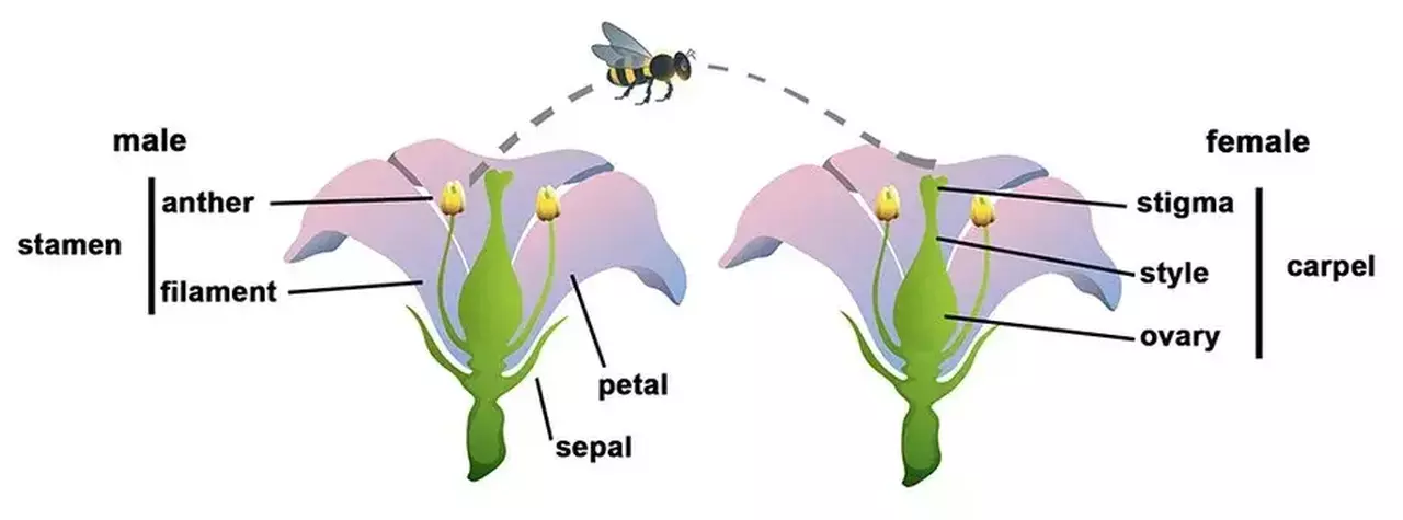 Illustration of a cross-section of a flower with a bee taking pollen from the male anther at the top of the stamen of flower 1, and carrying it to the female stigma on flower 2