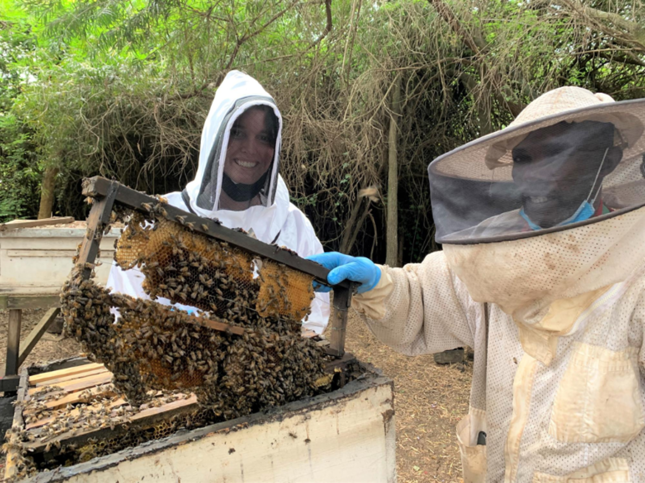 Researchers in bee suits checking on a hive