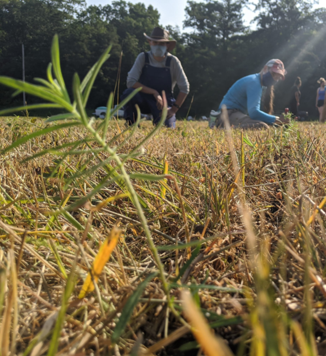 Photo of researchers monitoring ground bees