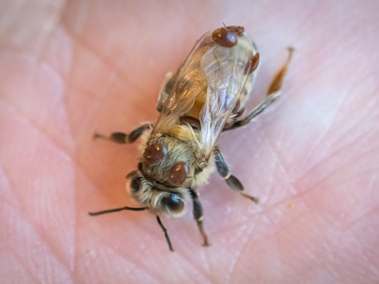 honey bee on hand with varroa mites