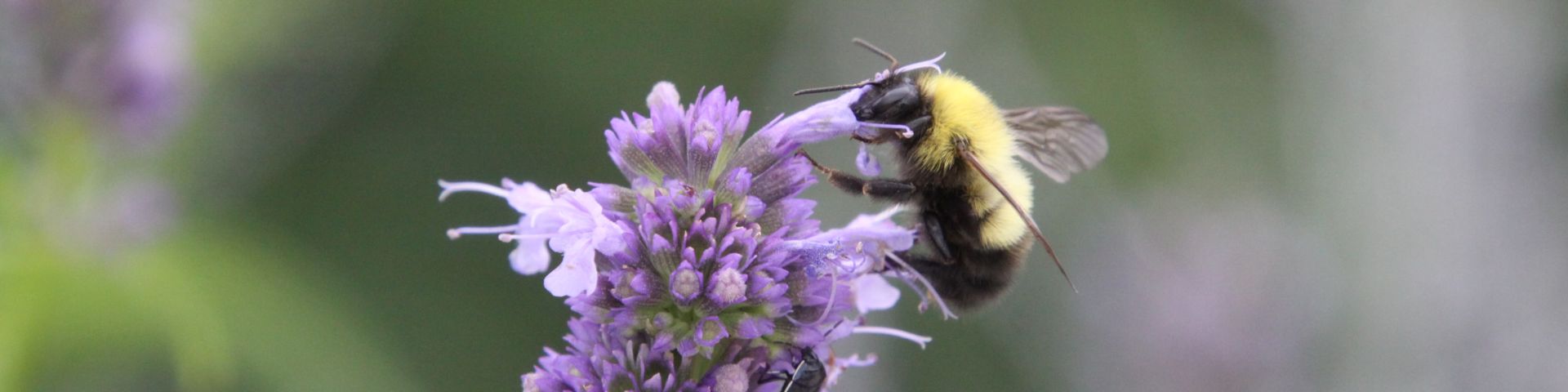 bumble bee on purple flowers
