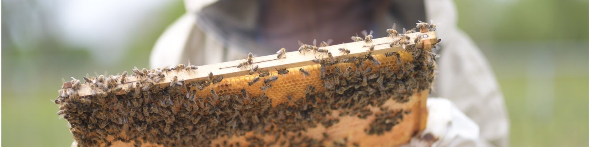 Beekeeper holding a bee hive frame, inspecting it.