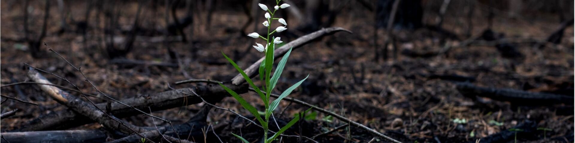 Delicate white flower grows in the forest after a devastating fire caused by climate change.