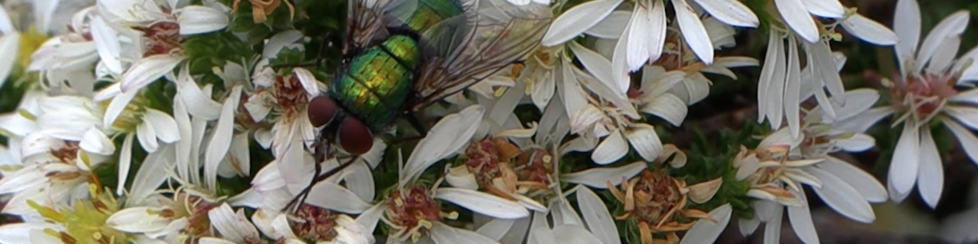 green fly pollinating white flowers