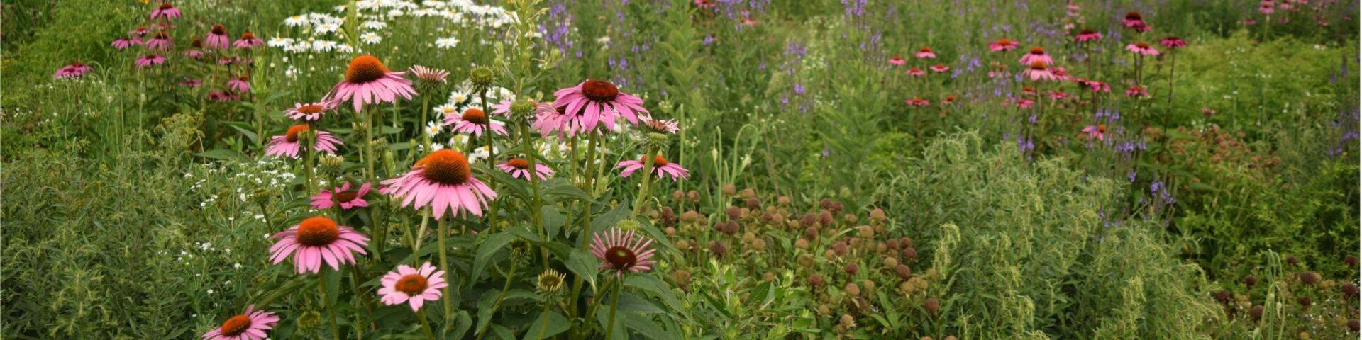 Photo of a meadow with coneflowers and other native flowers in bloom.