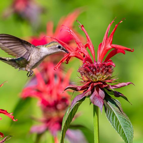 hummingbird hovering over red bee balm