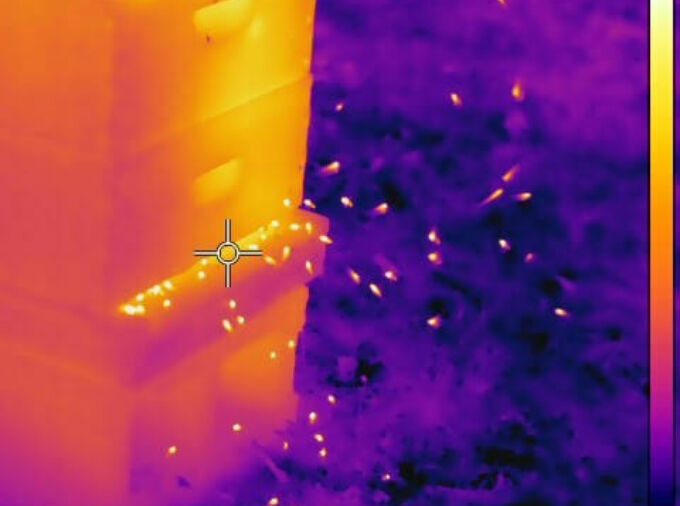 Photograph of thermal imaging of a honeybee colony from the Schilder Lab